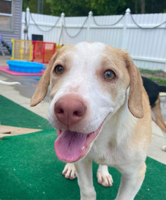 All About Animals Rescue & Transport Inc. - Pet Shelter and Rescue in Myrtle Beach, South Carolina