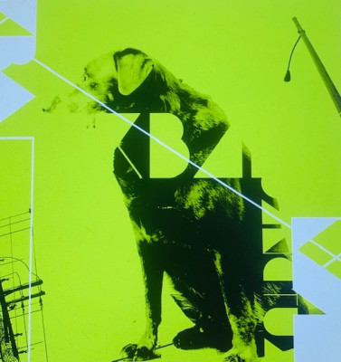 Urban Sanctuary Rescue & Resource Center - Pet Shelter and Rescue