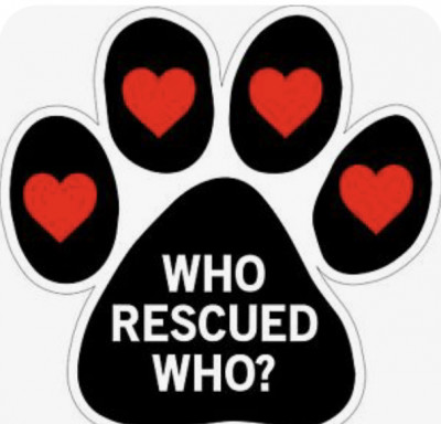 Who Rescued Who Animal Rescue - Pet Shelter and Rescue in North Arlington, New Jersey