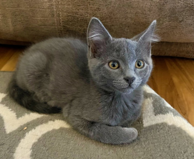 Sadies House Rescue - Pet Shelter and Rescue in East Canton, Ohio