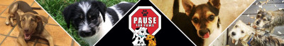Pause For Paws - Pet Shelter and Rescue in San Antonio, Texas