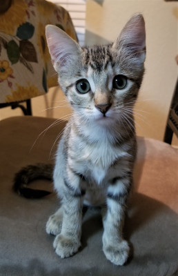 Animal Rescue Connections - Pet Shelter and Rescue in Bulverde, Texas