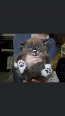 Mat Valley Kitties & Puppies Rescue, Inc. - Pet Shelter and Rescue in Wasilla, Alaska