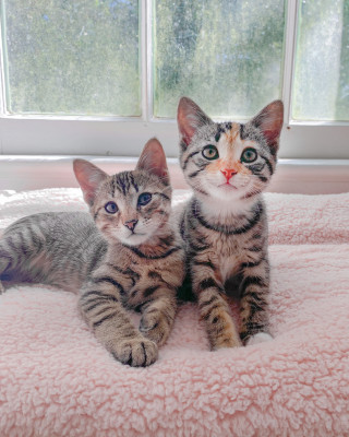 Tomato Foster Club - Pet Shelter and Rescue in New Orleans, Louisiana