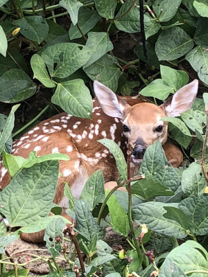 Saving Paws - Pet Shelter and Rescue in Bessemer, Alabama