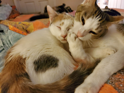 The Purr Project - Pet Shelter and Rescue in Daphne, Alabama