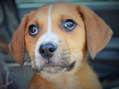 Pickens County Partners For Pets - Pet Shelter and Rescue in Reform, Alabama