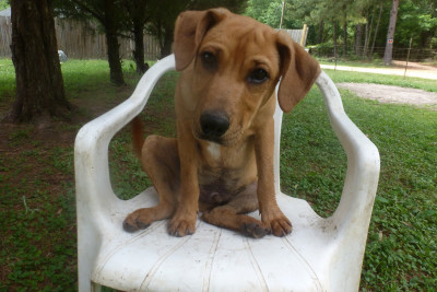 Boomerang Animal Rescue League - Pet Shelter and Rescue in Brewton, Alabama