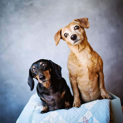 The Long Way Home - Pet Shelter and Rescue in Athens, Alabama