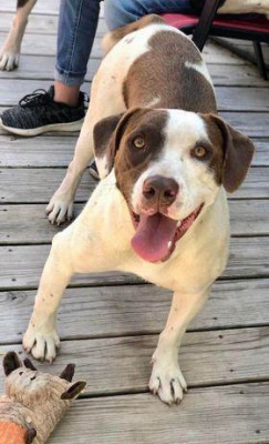 Gails Pets Second Chance - Pet Shelter and Rescue in Oakland, Arkansas