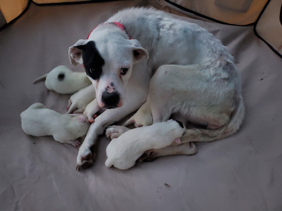 DeNoon Animal Rescue And Rehabilitation Center - Pet Shelter and Rescue in Foreman, Arkansas