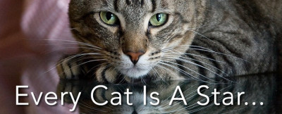 Hard Luck Cats - Pet Shelter and Rescue in Banning, California