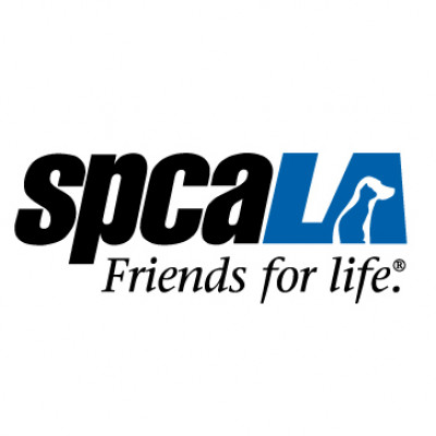 Adoptables At SpcaLA South Bay PAC - Pet Shelter and Rescue in Hawthorne, California