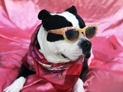 TLC Adoptions, Inc - Pet Shelter and Rescue in Torrance, California