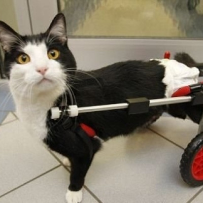 SNAP Cats - Pet Shelter and Rescue in Santa Rosa, California