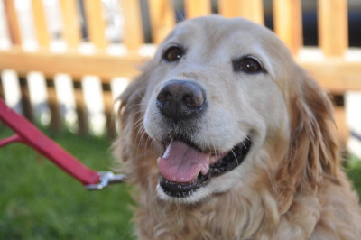 Golden Retriever Club Of Greater Los Angeles Rescue - Pet Shelter and Rescue in Los Angeles, California