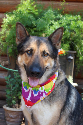 El Dorado County German Shepherd Rescue - Pet Shelter and Rescue in Shingle Springs, California