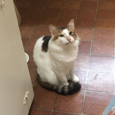 Street Paws Rescue - Pet Shelter and Rescue in San Jose, California