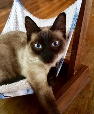 House Of Broken Cookies - Pet Shelter and Rescue in Cypress, California