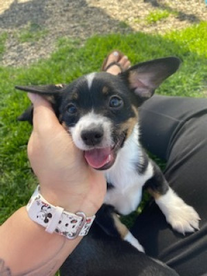 Kritter Kamp Rescue - Pet Shelter and Rescue in Elk Grove, California