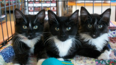 Love All Pawz Rescue - Pet Shelter and Rescue in San Leandro, California