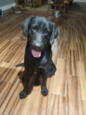 C.A.R.R.E. CA-AR Retriever Rescue Efforts - Pet Shelter and Rescue in Willits, California