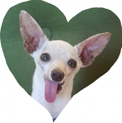 Animal Alliance Of San Diego - Pet Shelter and Rescue in Santee, California