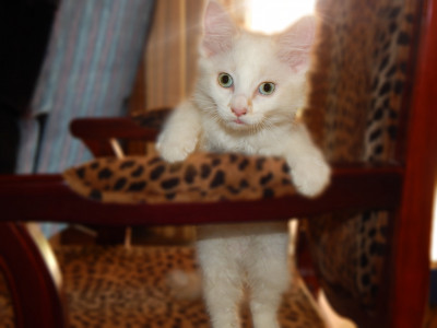 Bambis Army - Rescue Of K9