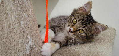 Silicon Valley Animal Control Authority - Pet Shelter and Rescue in Santa Clara, California