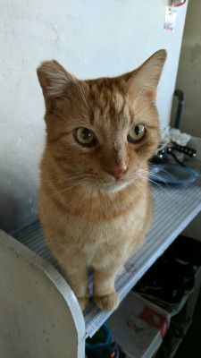 Second Chance Pet Adoptions - Pet Shelter and Rescue in Huntington Beach, California