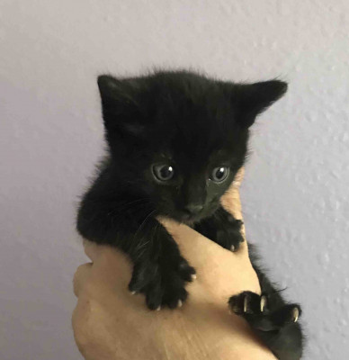 Cat Tales Rescue - Pet Shelter and Rescue in Vacaville, California