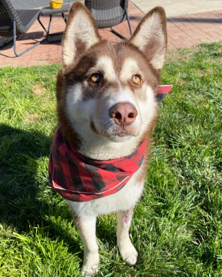 Hollywood Huskies - Pet Shelter and Rescue in Los Angeles, California