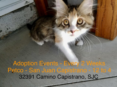 Southern Counties Rescue Inc. - Pet Shelter and Rescue in Mission Viejo, California