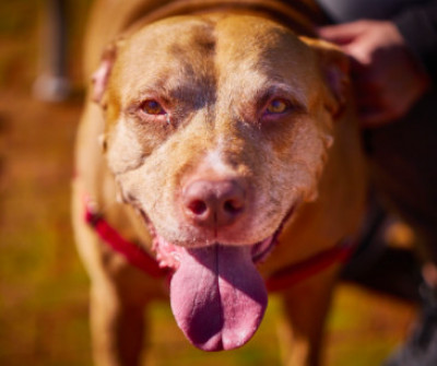 Love & Second Chances - Pet Shelter and Rescue in San Ramon, California