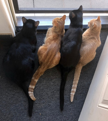 Tails Up Rescue Ranch - Pet Shelter and Rescue in Los Angeles, California