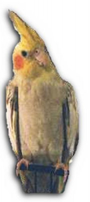 Avian Rescue Corp Aka Cockatiel Rescue - Pet Shelter and Rescue in Concord, California