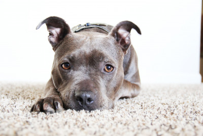 Animal Compassion Team Of California - Pet Shelter and Rescue in Fresno, California