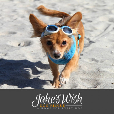Jakes Wish Dog Rescue - Pet Shelter and Rescue in San Jose, California