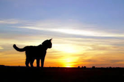 10 Lives Rescue And Sanctuary - Pet Shelter and Rescue in San Andreas, California