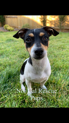 Nor Cal Rescue Pups - Pet Shelter and Rescue in Citrus Heights, California