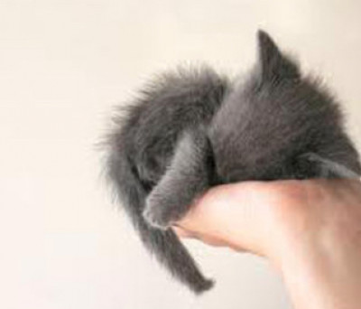 Luxe Paws - Pet Shelter and Rescue in Los Angeles, California