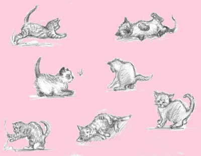 The Kitten Whisperer - Pet Shelter and Rescue in Palo Alto, California