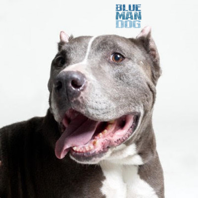 Blue Man Dog - Pet Shelter and Rescue in Burbank, California