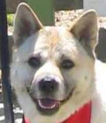 TikiHut Akita Rescue Association (TARA) - Pet Shelter and Rescue in Hayward, California
