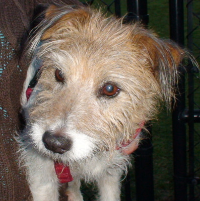 Pet Place International, Inc. - Pet Shelter and Rescue in Yucca Valley, California