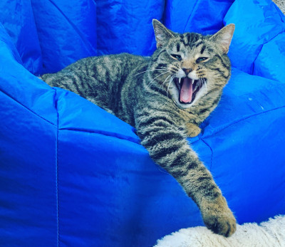 Friends United In Rescue - Pet Shelter and Rescue in Chico, California