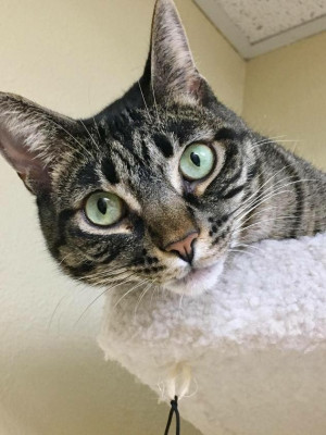 OCSP Cat Rescue - Pet Shelter and Rescue in Fountain Valley, California