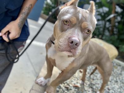 Underdog Heroes - Pet Shelter and Rescue in Riverside, California