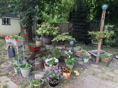 B.A.R.K. - Pet Shelter and Rescue