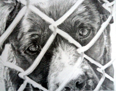 Freedom Rescue, Inc - Pet Shelter and Rescue in Temecula, California